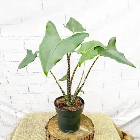 50 - 60cm Alocasia zebrina  Siberian Tiger Elephant Ear 19cm Pot House Plant