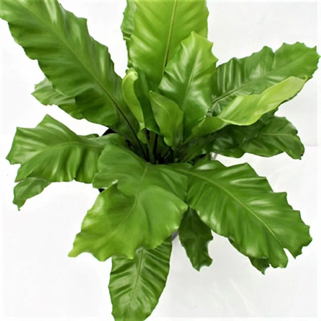 Asplenium nidus - Bird's Nest Fern